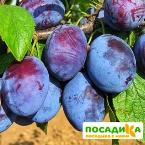 Слива Чачакская ранняя купить по цене от 229.00р. в интернет-магазине «Посадика» с доставкой почтой в в Рубцовске и по всей России – [изображение №1].