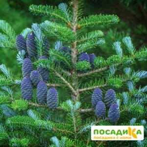 Пихта корейская (Abies koreana) купить по цене от 450.00р. в интернет-магазине «Посадика» с доставкой почтой в в Рубцовске и по всей России – [изображение №1].