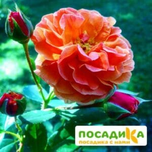 Роза Арабия купить по цене от 350.00р. в интернет-магазине «Посадика» с доставкой почтой в в Рубцовске и по всей России – [изображение №1].