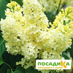 Сирень Примроуз (Primrose) купить по цене от 529.00р. в интернет-магазине «Посадика» с доставкой почтой в в Рубцовске и по всей России – [изображение №1].