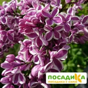 Сирень Сенсация купить по цене от 529.00р. в интернет-магазине «Посадика» с доставкой почтой в в Рубцовске и по всей России – [изображение №1].