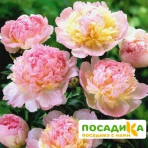 Пион Распберри Сандей (Paeonia Raspberry Sundae) купить по цене от 959р. в интернет-магазине «Посадика» с доставкой почтой в в Рубцовске и по всей России – [изображение №1].