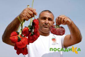 Клубника Гигант Джорнея купить по цене от 266р. в интернет-магазине «Посадика» с доставкой почтой в в Рубцовске и по всей России – [изображение №1].