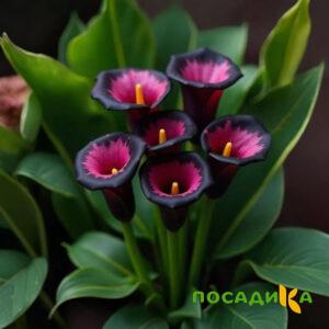Калла Аура Лейс купить по цене от 400р. в интернет-магазине «Посадика» с доставкой почтой в в Рубцовске и по всей России – [изображение №1].