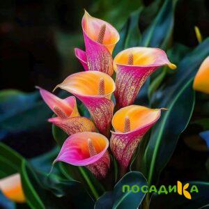 Калла Оникс купить по цене от 450р. в интернет-магазине «Посадика» с доставкой почтой в в Рубцовске и по всей России – [изображение №1].