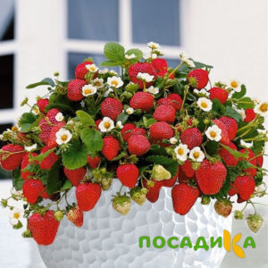 Клубника Рубиновый Шепот (горшечная) купить по цене от 240р. в интернет-магазине «Посадика» с доставкой почтой в в Рубцовске и по всей России – [изображение №1].