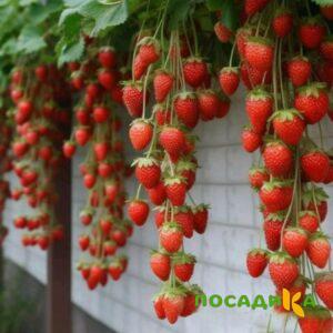 Клубника вьющаяся Комплимент купить по цене от 470р. в интернет-магазине «Посадика» с доставкой почтой в в Рубцовске и по всей России – [изображение №1].