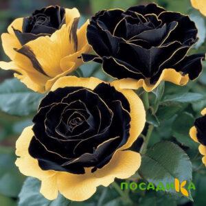 Роза Ханни Сикл купить по цене от 700р. в интернет-магазине «Посадика» с доставкой почтой в в Рубцовске и по всей России – [изображение №1].