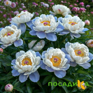 Пион акварельный Этюд купить по цене от 806р. в интернет-магазине «Посадика» с доставкой почтой в в Рубцовске и по всей России – [изображение №1].