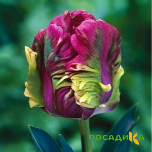 Тюльпан Экзотик Хэвен купить по цене от 186р. в интернет-магазине «Посадика» с доставкой почтой в в Рубцовске и по всей России – [изображение №1].